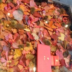 Nicolai Bergmann NOMU - 