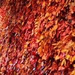 Nicolai Bergmann NOMU - 