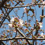 カフェ・ドン バイ スフェラ - 桜が咲き始めていました