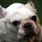 アメリカンダイナーオールドハンガー - 