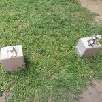 ブーランジェ エス・カガワ - お庭の芝生の上には、可愛い先客たちも