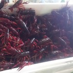 兆奎餃子 - 箱を開けるやいなや早速逃走にかかるザリたち