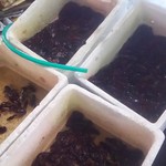 兆奎餃子 - 店頭でお客を待つザリたち