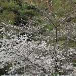 AUX BACCHANALES - テラスから見える桜