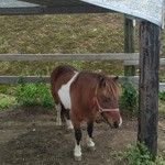 バッファロー - 