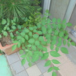 フライドチキン - 店脇