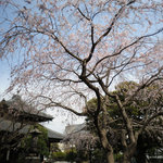 朝食屋コバカバ - 本覚寺の枝垂れ桜はそろそろ見頃