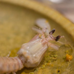 うを徳 - 紀州（きいのくに）活蝦蛄（いけしやこ）茹上（ゆであ）げ