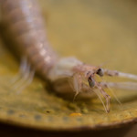 うを徳 - 紀州（きいのくに）活蝦蛄（いけしやこ）茹上（ゆであ）げ