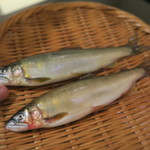 日本料理 太月 - 29年7月　郡上八幡鮎