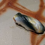 鮨　縁 - コハダ