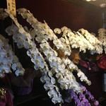 BAR 堀川 - オープン間もないため、祝花がたくさん飾られていた