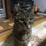 せっちゃんのエクスペリヤンスの家 - 