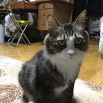 せっちゃんのエクスペリヤンスの家 - 