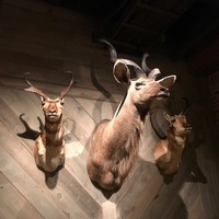 TOKYO Whisky Library - 