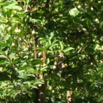 ミツバチガーデン カフェ - お庭のオリーブ