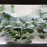ステーキ・洋食のTANTO屋 - インテリアにもなっている、水耕栽培の野菜苗　2017.9