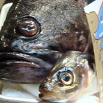 クロソイ君こんばんは