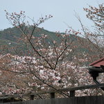Hanutei - 2011桜開花！