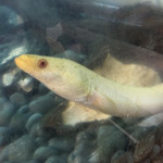 鰻はし本 - 池神様