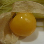 与志福 - ほおづき