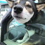 ピッザピッザピッザ - 