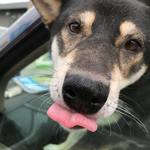 ピッザピッザピッザ - 