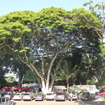 Giovanni's Shrimp Truck - 