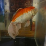 Shinano - 看板金魚