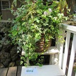 Sajilo Cafe Forest - 