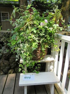 Sajilo Cafe Forest - 