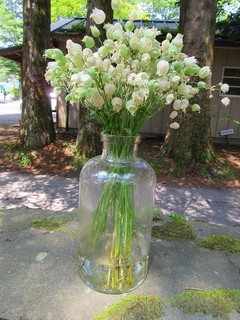 Sajilo Cafe Forest - 