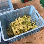 八紘学園 農産物直売所 - 【2017年07月】とうきびの不要な皮は捨てるのは、北海道の習慣です(^｡^)