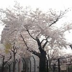 ラ・トルチュ - さくら