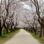 水辺のカフェ 三宅商店 酒津 - ＜春＞お店へと続く桜並木