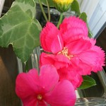 中国レストラン 雪園 - 