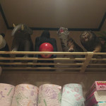 えちごやきゅ～ぴ～ - アナモーズもかわゆい