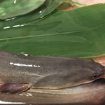 鰻はし本 - 泰正オーガニックの最終ヒネ仔