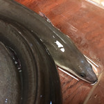 鰻はし本 - 泰正オーガニックの最終ヒネ仔