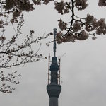 Aduma Bashi Taka Masaya - 隅田川の桜とスカイツリー