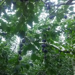ニトリ観光果樹園 - 