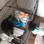 トイズ カフェ - トイプードルたちのケージに入り込んだこぽち