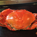 天一 - ノコギリガザミ