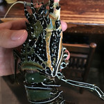 天一 - 幻の五色海老