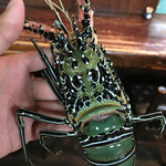 天一 - 美しい。食べるのが憚られて、天一さんの水槽に入れてもらいました