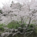 谷川米穀店 - 桜が満開