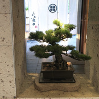 うなぎ藤田 白金台店 - 見事な盆栽と大谷石