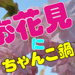 ちゃんこ鍋 大銀杏 - お花見に大銀杏のちゃんこ鍋　目黒、品川、五反田、不動前