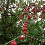 細江のりんご狩り園 - 