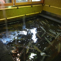 稚加榮 本店 - 入口の生け簀